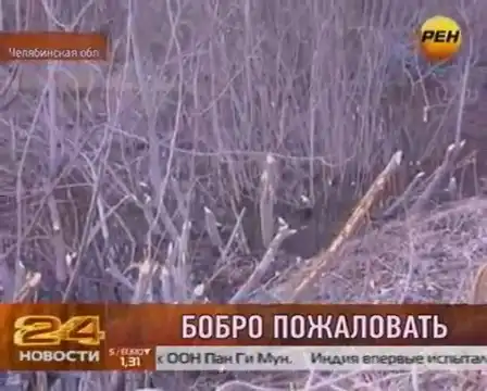 Нашествие бобров в Челябинской области