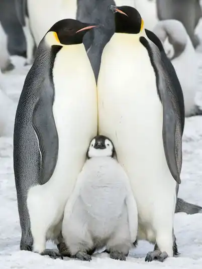 Эти забавные пингвины.