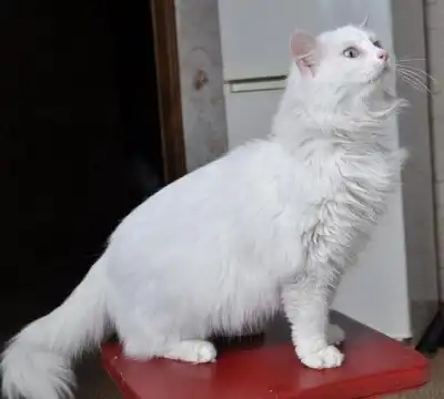 Белая кошка, пушистая аля-ангорка