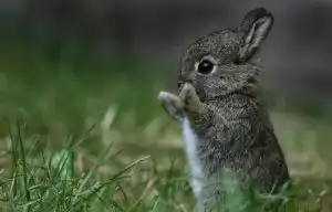кролики)