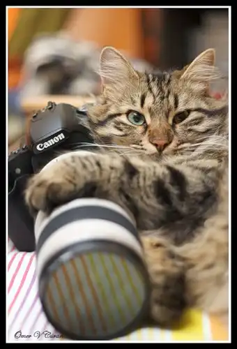 животные и фотоаппарат