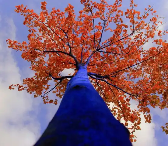 Синие деревья от Konstantin Dimopoulos (9 фотографий)