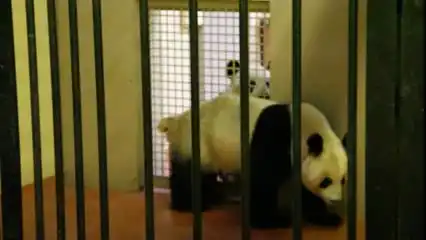 Панда хочет секаса
