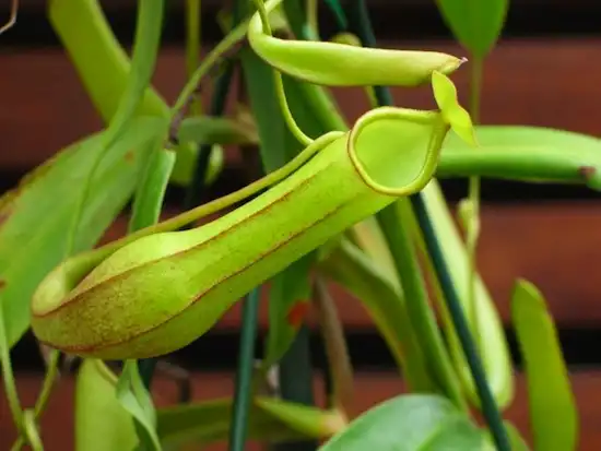 Растение Nepenthes spathulata способно переварить крысу вместе с зубами и костями
