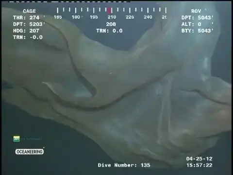 Неизвестное глубоководное существо в океане