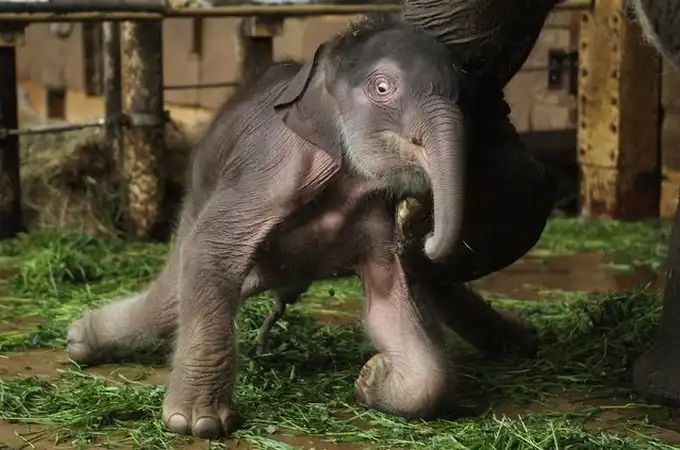 Слоненок в Берлинском зоопарке