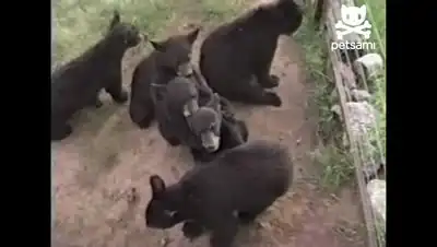 Прикольные медвежата играют в паровозник