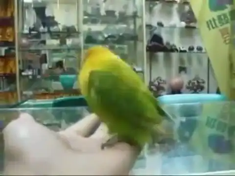 Очень любвеобильный попугай