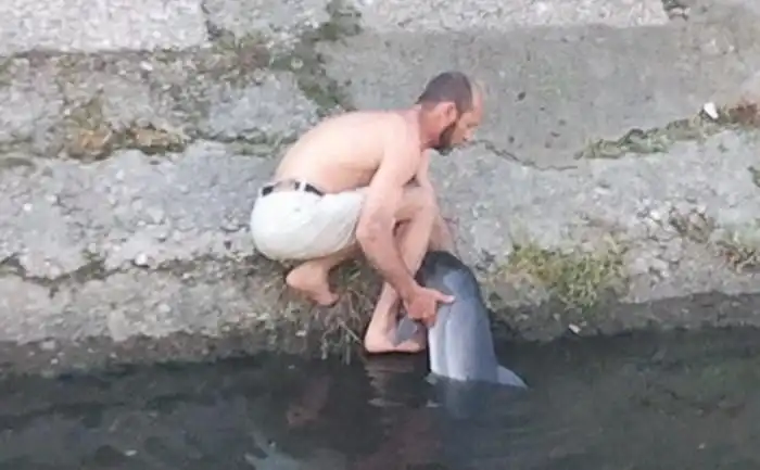 Спасение дельфина в Керчи