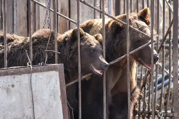 Медведи из зоопарка «Биос» благополучно доехали до Москвы 02.05.2012г.