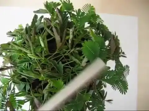 Самое застенчивое растение в мире
