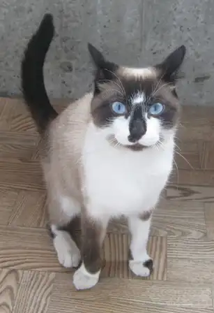 Необычный кот с голубыми глазами