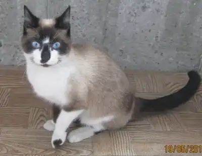 Необычный кот с голубыми глазами