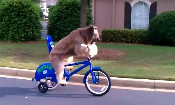Как научить собаку кататься на велосипеде