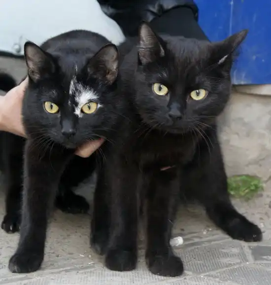Две Леди- кошки "близняшки". в ОДНИ руки