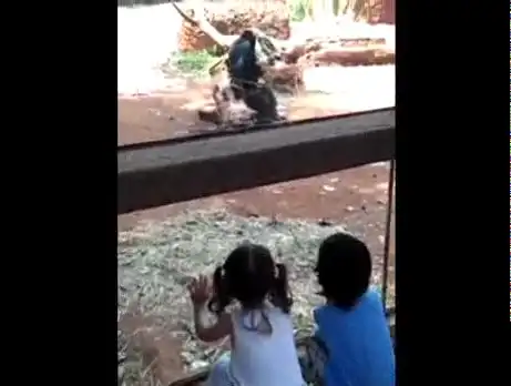 Шимпанзе хотела напасть на детей