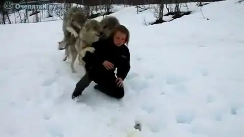 Дружба с волками.