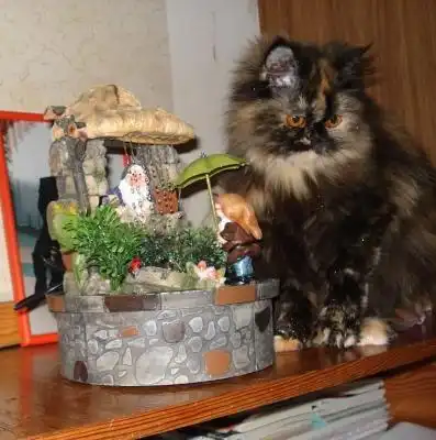 Ищет дом замечательная кошка-перс