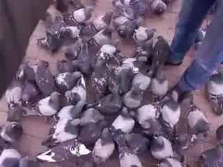 Лютые голуби
