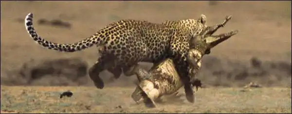 В мире животных: Леопард против крокодила.