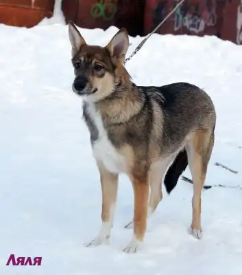 Собака Ляля ждет своего Хозяина