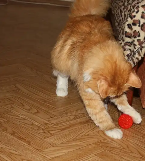 Шикарный рыжий красавец-кот в добрые руки!!!