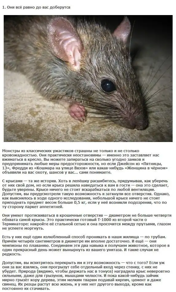 5 пугающих фактов про крыс