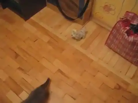 Котёнок атакует