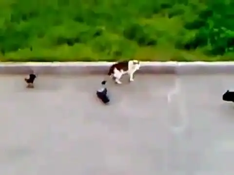 Отважный белый кот против ворон и черного соперника