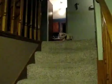 Маленькая свинка vs лестница