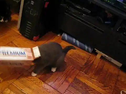 Кошак застрял в коробке
