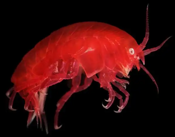 20 невероятных существ из глубин Белого моря