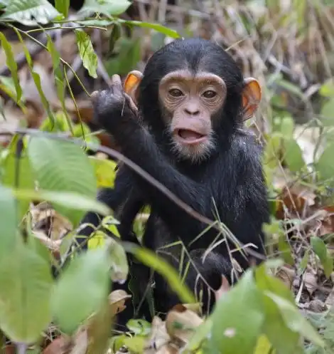 Маленький шимпанзе становится самостоятельным