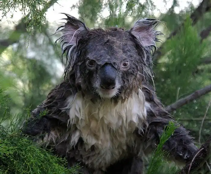 Как выглядит коала без стилиста?
