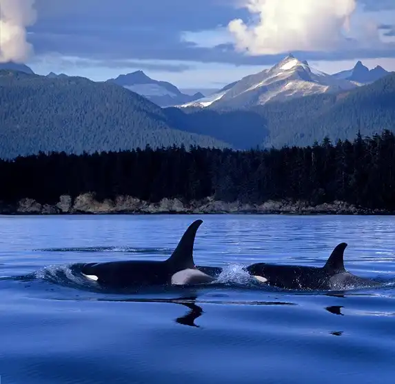 Красивейшие фотографии китов от John Hyde