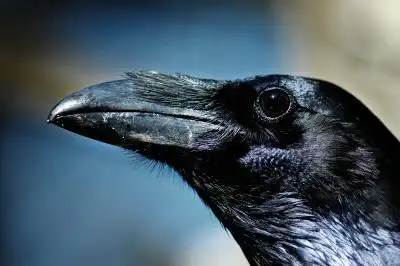 Некоторые открытия биологов о воронах (5 постов в 1)