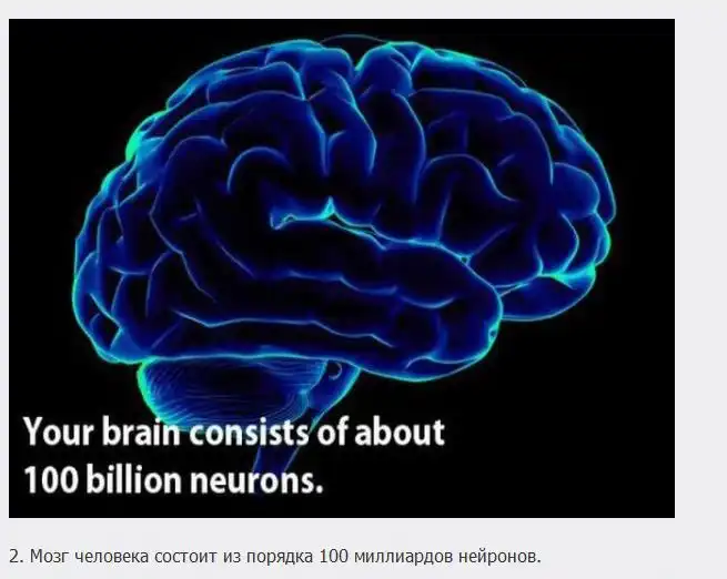 Познавательные факты о мозге