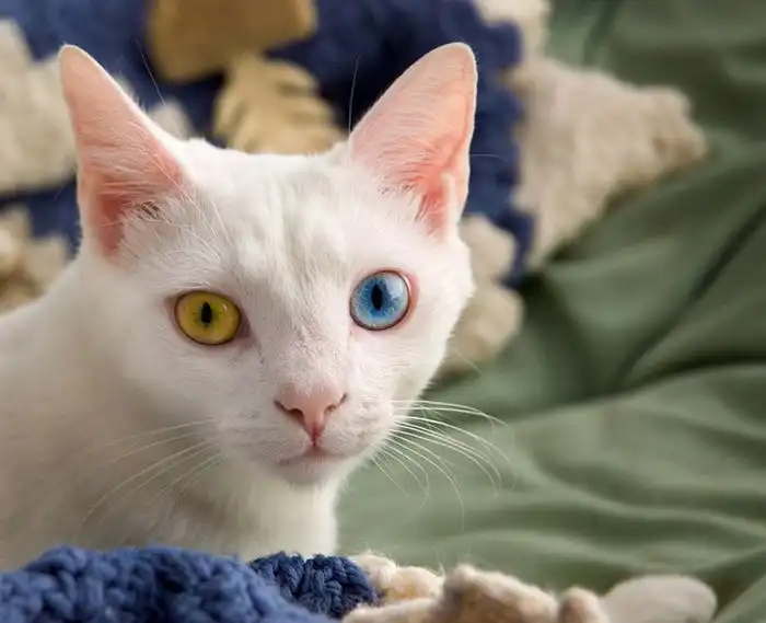 Коты с разноцветными глазами