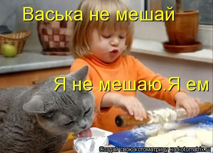 Лучшие котоматрицы недели