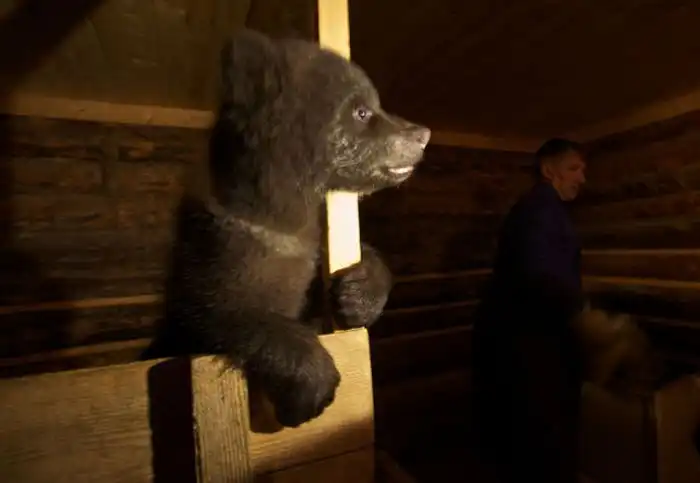 Бывший охотник теперь спасает медведей