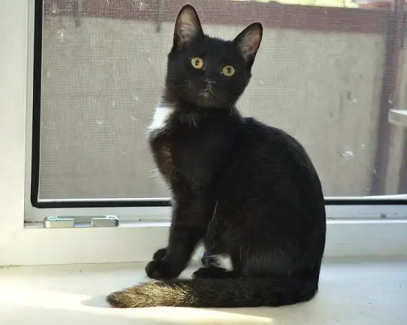 Классический чёрно-белый котик - мальчик - 3 месяца.