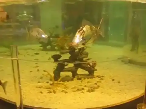 Рыба - робот
