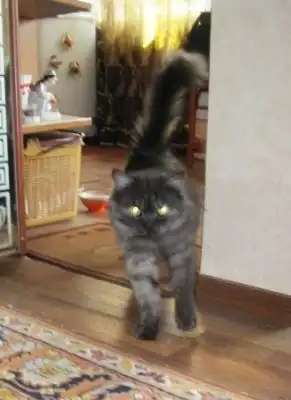 Шикарный котик Ланос ищет дом!