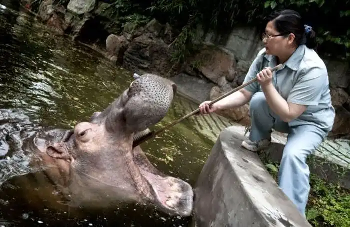 Как чистят зубы бегемоту в шанхайском зоопарке
