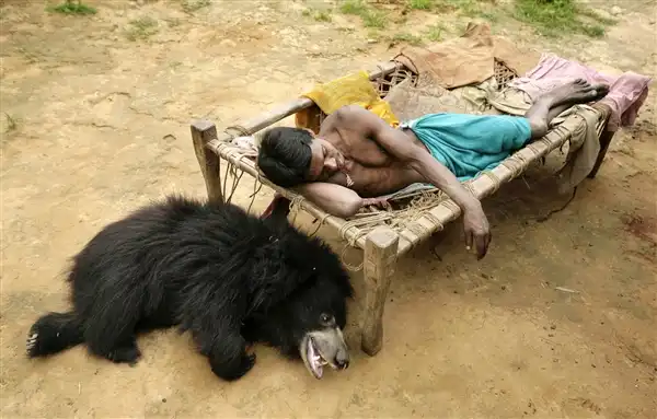В индийской семье в качестве домашнего питомца жил медведь