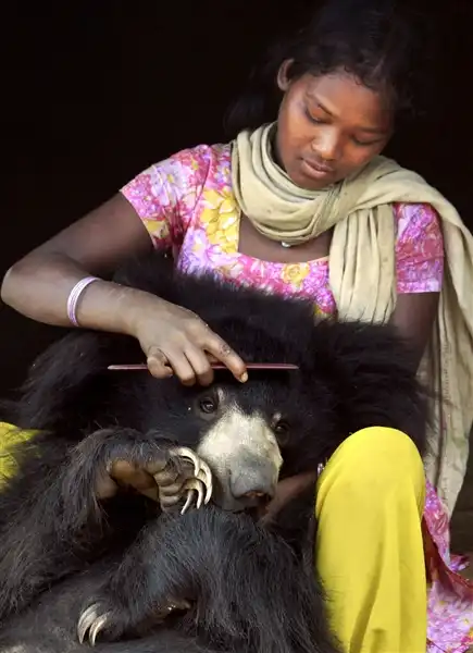 В индийской семье в качестве домашнего питомца жил медведь