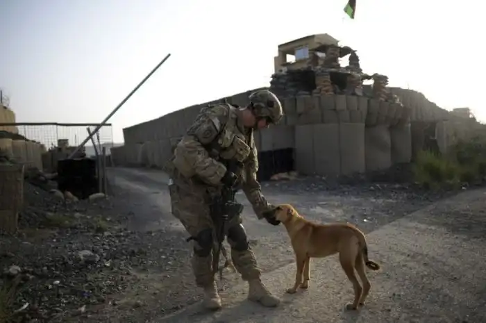 Преданные собаки на службе армии