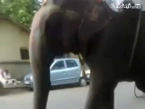 Обгон слонов запрещен !!!