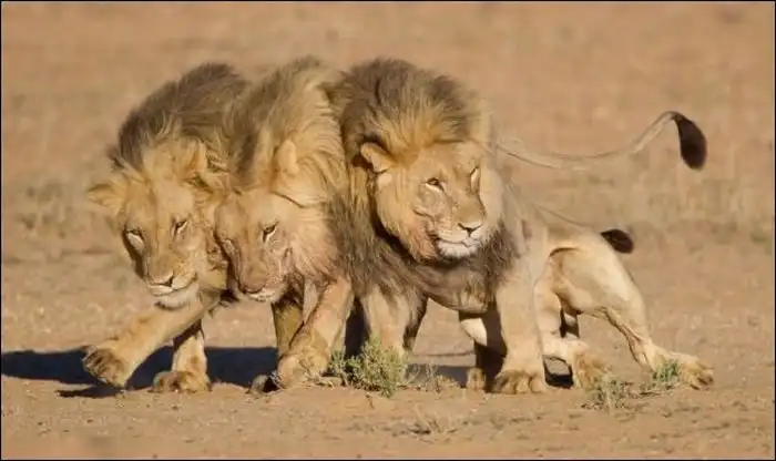 Три льва вышли из бара...