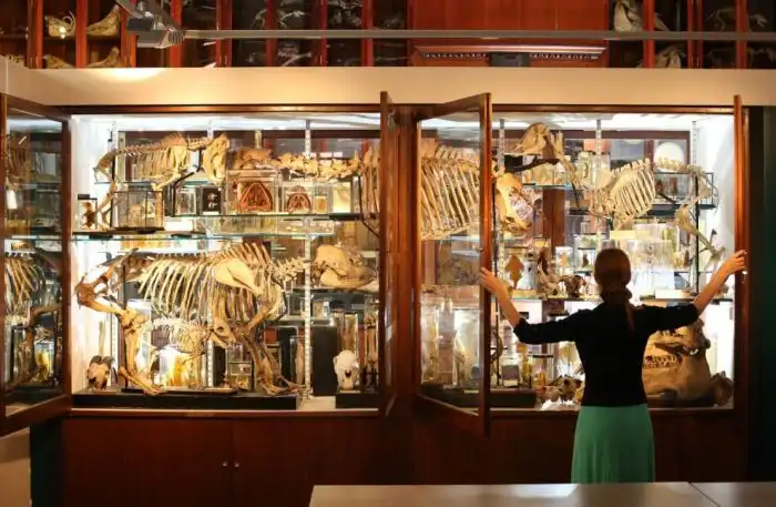 Музей зоологии и сравнительной анатомии Гранта в Лондоне